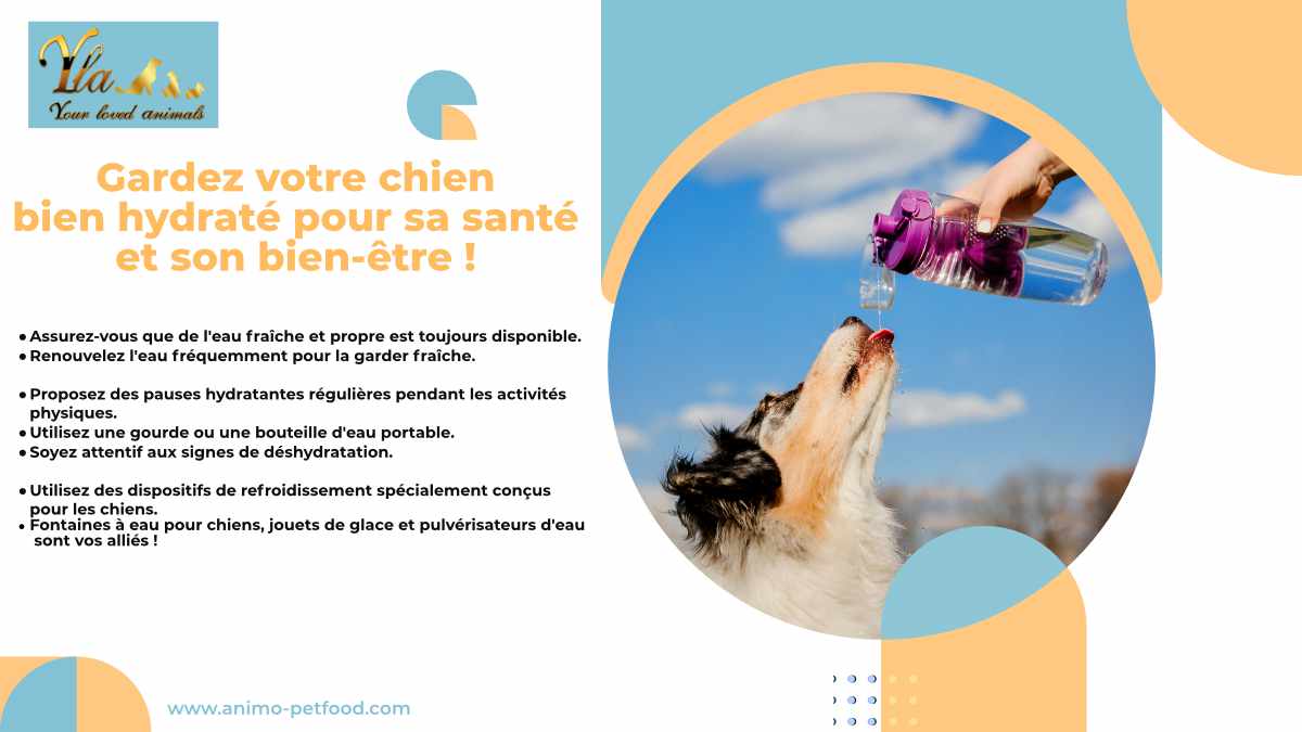 hydratation-prevention-coup-de-chaleur-chez-les-chiens